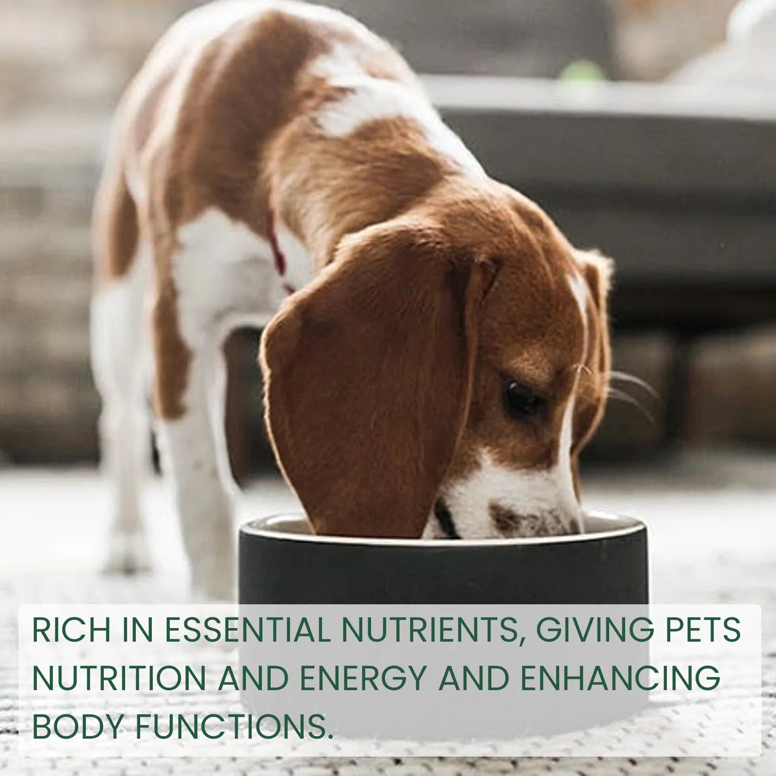 Dog eating from a bowl with text about pet nutrition