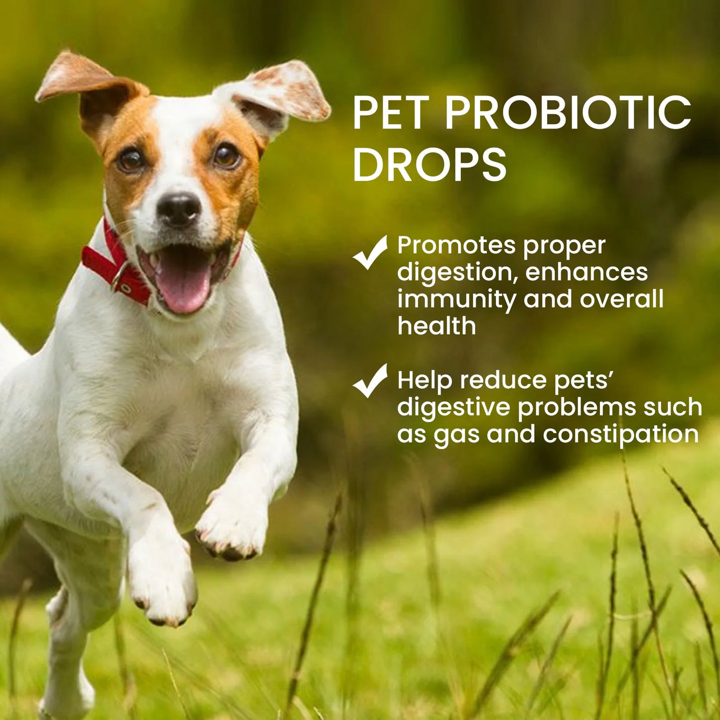Dog running outdoors with text about pet probiotic drops promoting health.