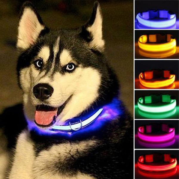 Dog wearing a LED collar with color options displayed.